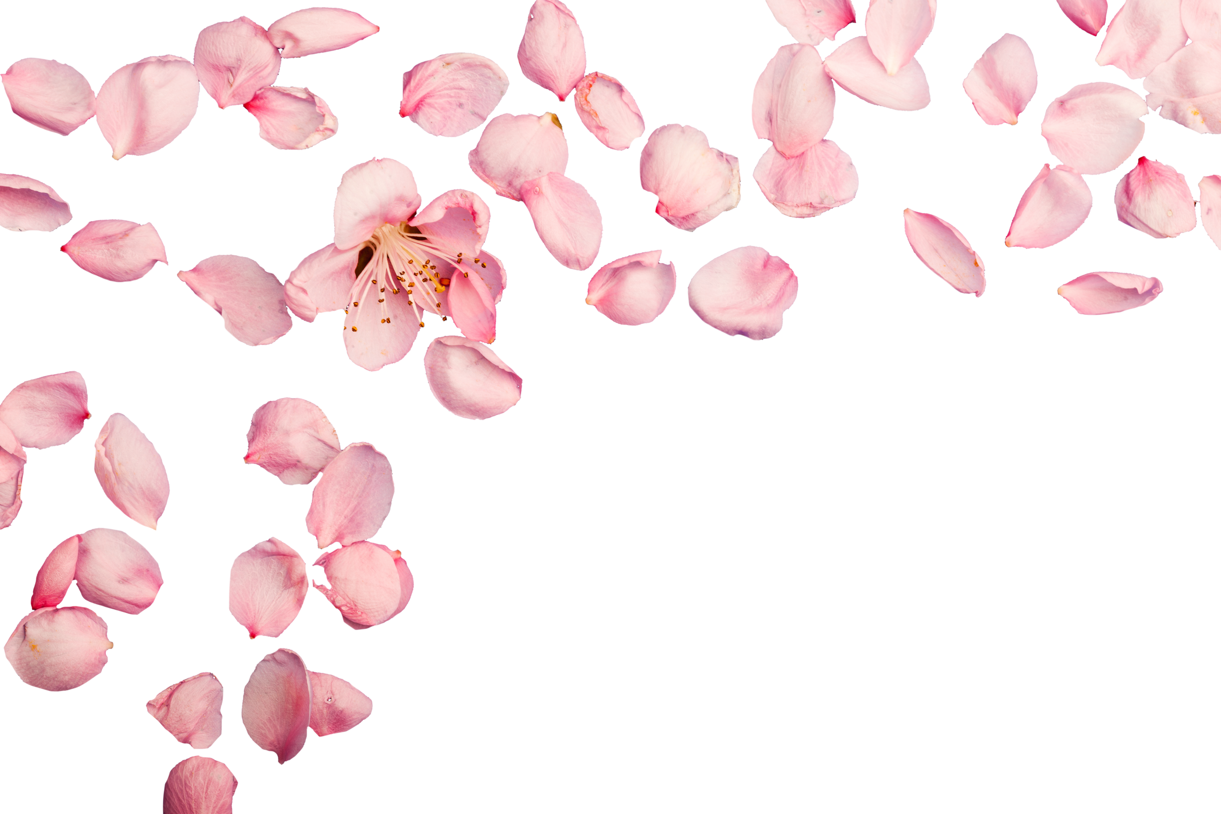 Pink Flower Background 